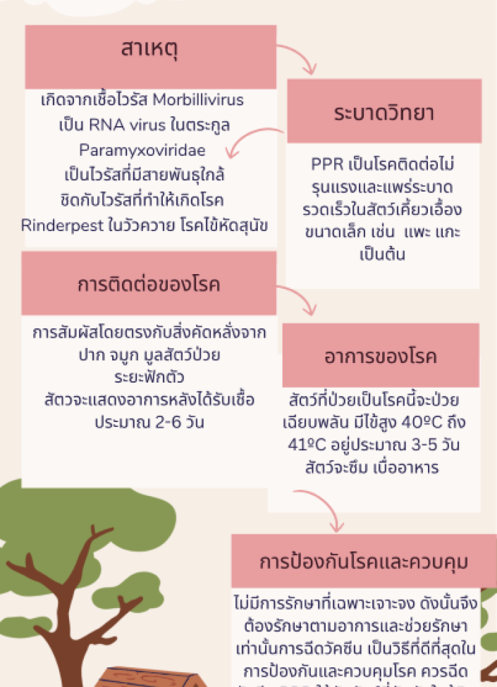 จังหวัดนนทบุรี-6904-โรคกาฬโรคแพะแกะ (PPR)