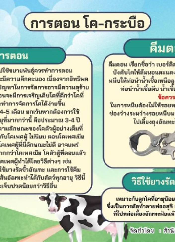 จังหวัดนนทบุรี-6904-การตอนโค-กระบือ