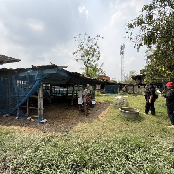 สำนักงานปศุสัตว์จังหวัดอ่างทอง กลุ่มพัฒนาสุขภาพสัตว์ ลงพื้นที่เพื่อประเมินระบบการป้องกันโรคและการเลี้ยงสัตว์ที่เหมาะสม (GFM) ชนิดโคเนื้อ