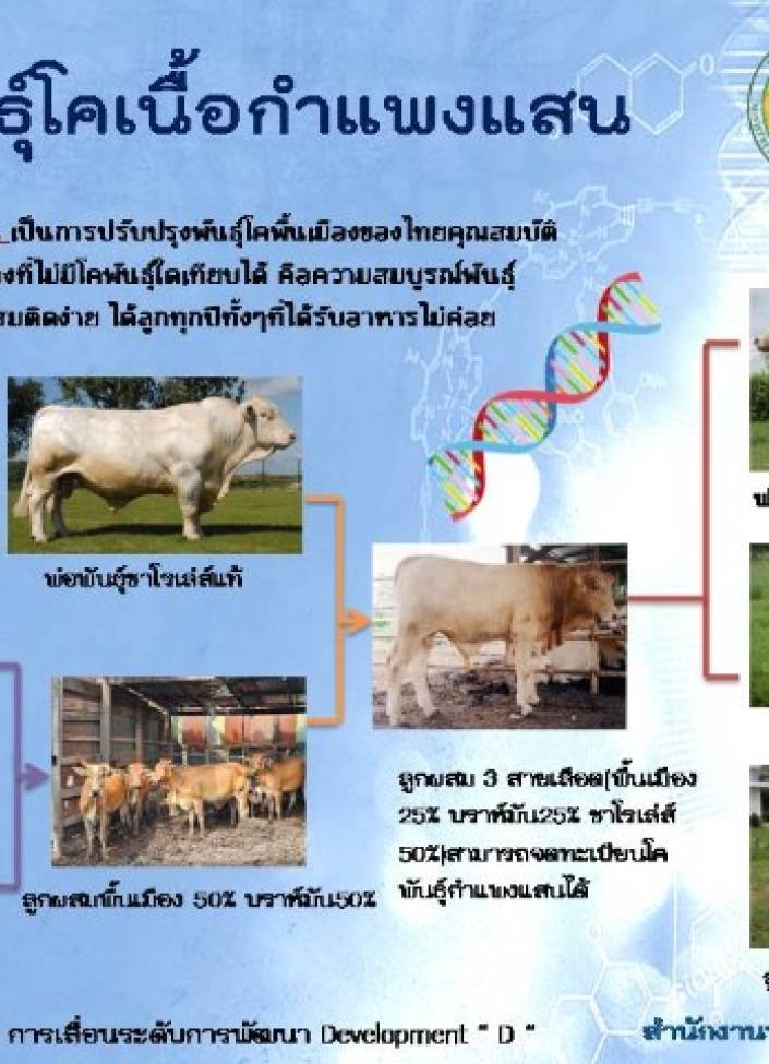 จังหวัดนนทบุรี-6905-สายพันธุ์โคเนื้อกำแพงแสน