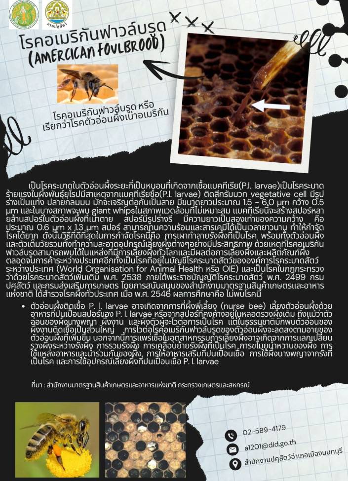 จังหวัดนนทบุรี-6906-โรคอเมริกันฟาวล์บรูด