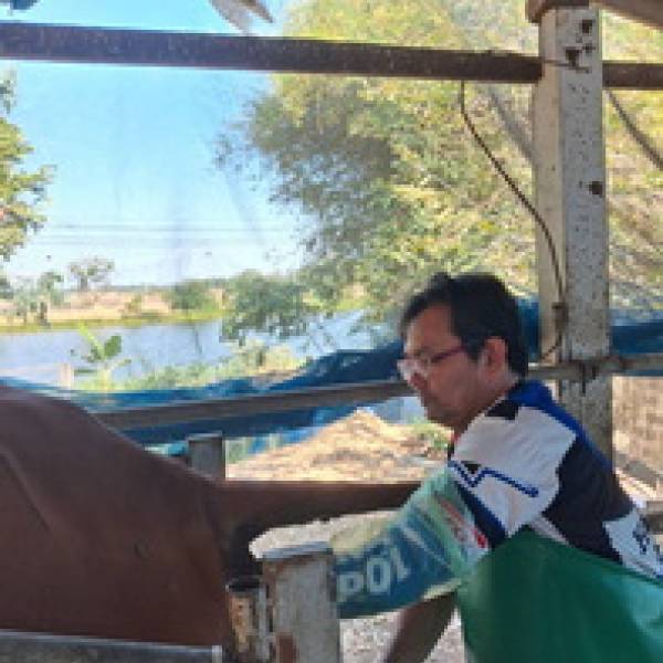 ปศุสัตว์ชัยนาทขับเคลื่อนงานผสมเทียมโค–กระบือ ยกระดับคุณภาพพันธุกรรมสัตว์