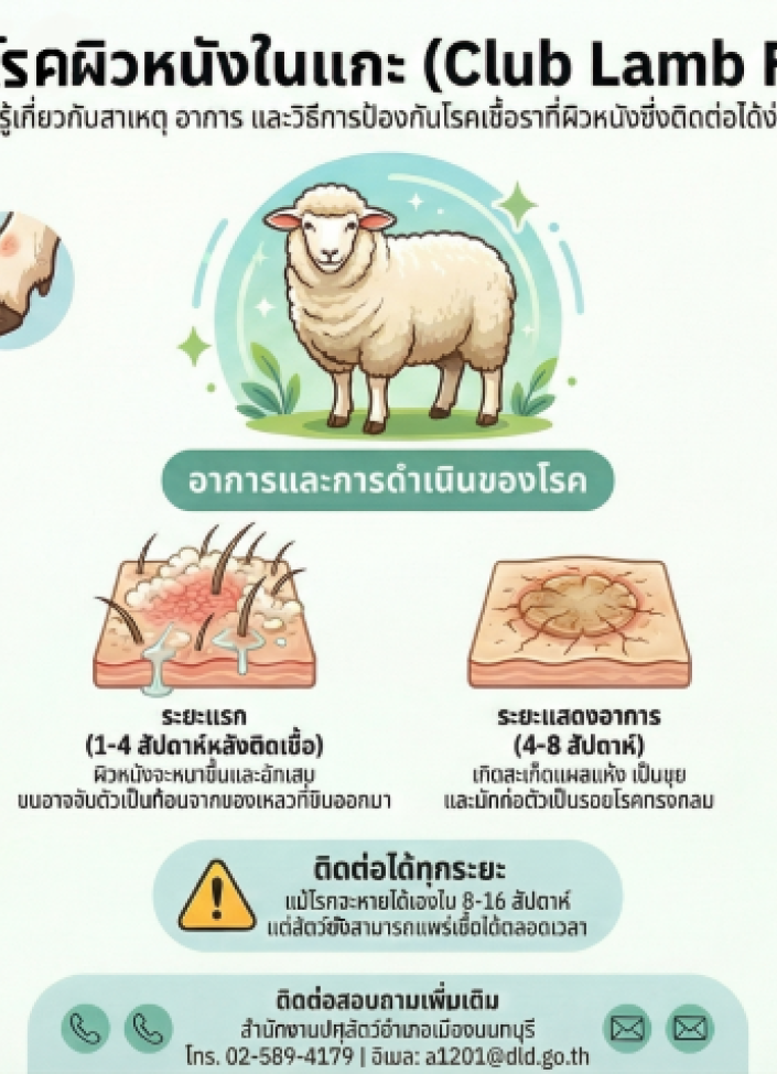จังหวัดนนทบุรี-โรคผิวหนังในแกะ