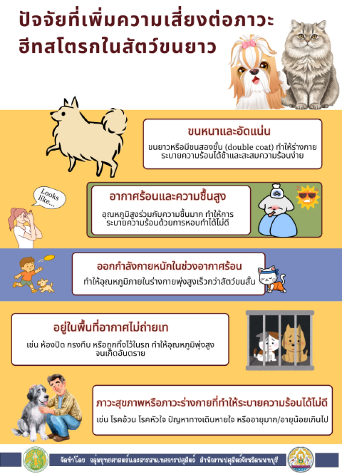 จังหวัดนนทบุรี-ปัจจัยที่เพิ่มความเสี่ยงต่อภาวะฮีทสโตรกในสัตว์ขนยาว