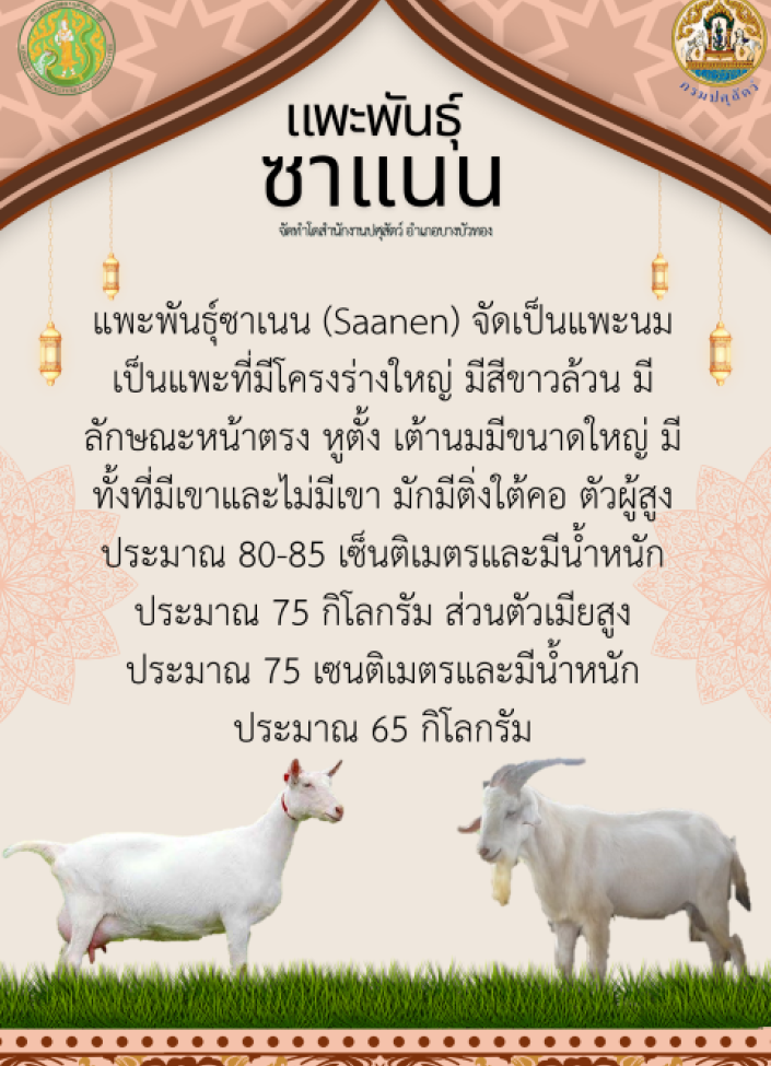 จังหวัดนนทบุรี--6908-แพะพันธุ์ซาเนน