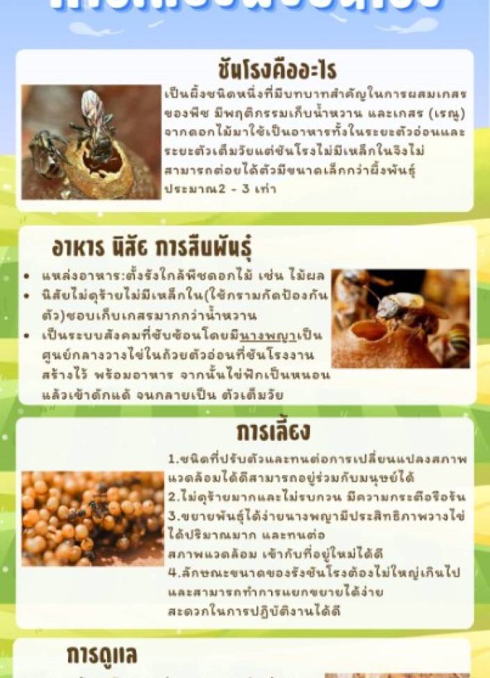 จังหวัดนนทบุรี--6908-การเลี้ยงผึ้งชันโรง