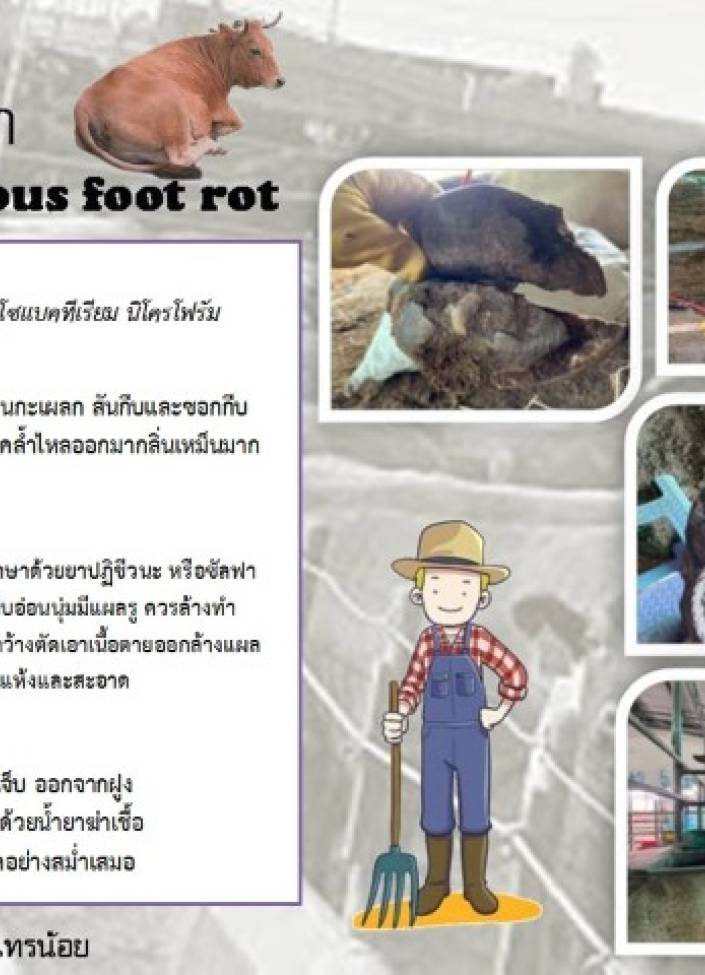 จังหวัดนนทบุรี-6907-โรคกีบเน่า