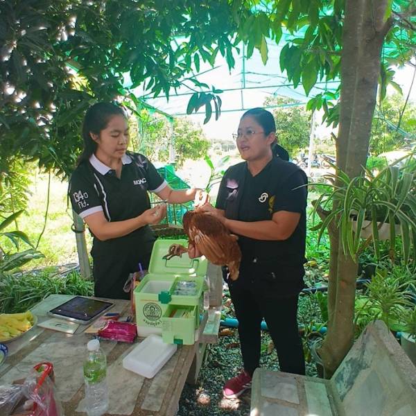 ลงพื้นที่ให้คำแนะนำและปรึกษาเรื่องการเลี้ยงไก่ไข่