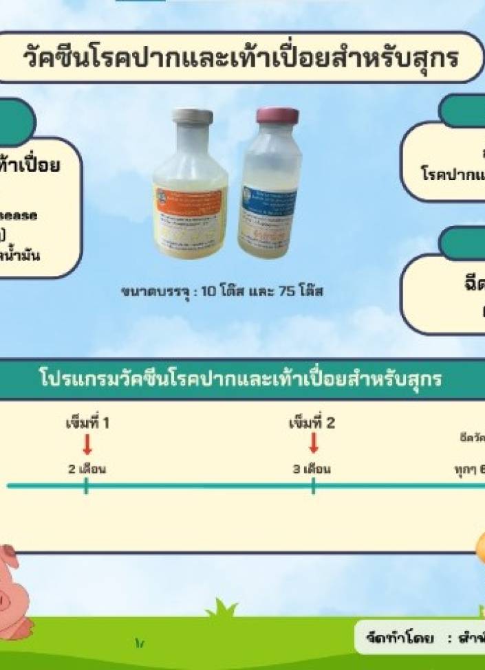 จังหวัดนนทบุรี-6909-วัคซีนป้องกันโรคปากและเท้าเปื่อยสำหรับสุกร