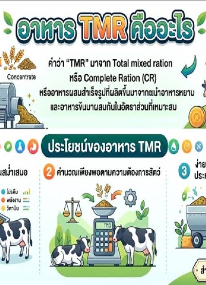 จังหวัดนนทบุรี-6909-อาหาร TMR (โคเนื้อ) คืออะไร