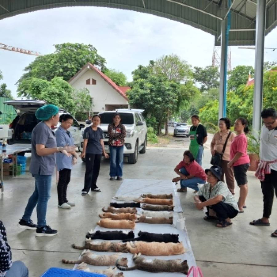 สำนักงานปศุสัตว์เขต 1 เข้าร่วมปฏิบัติงานผ่าตัดทำหมันสุนัขและแมว ณ วัดสุวรรณจินดาราม ตำบลคูบางหลวง อำเภอลาดหลุมแก้ว จังหวัดปทุมธานี