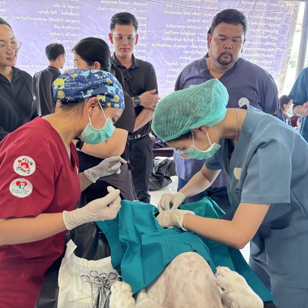 สำนักงานปศุสัตว์จังหวัดอ่างทอง กลุ่มพัฒนาสุขภาพสัตว์ สำนักงานปศุสัตว์จังหวัดอ่างทองและเจ้าหน้าที่สำนักงานปศุสัตว์อำเภอ ทุกอำเภอในจังหวัดอ่างทอง เข้าร่วมการอบรมเชิงปฏิบัติการ(Fourpaws) ครั้งที่2 ในพื้นที่ปศุสัตว์เขต 1