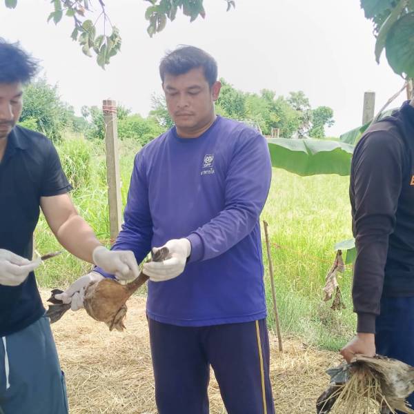 สำนักงานปศุสัตว์อำเภอโพธิ์ทองออกเก็บตัวอย่าง โครงการเฝ้าระวังโรคไข้หวัดนกเชิงรุกแบบบูรณาการของประเทศไทย (ซีรัมวิทยา) ประจำปีงบประมาณ 2569