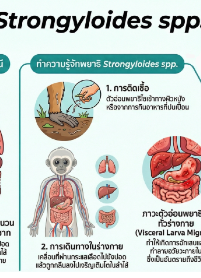 6910-พยาธิ Strongyloides spp. ในชะนี