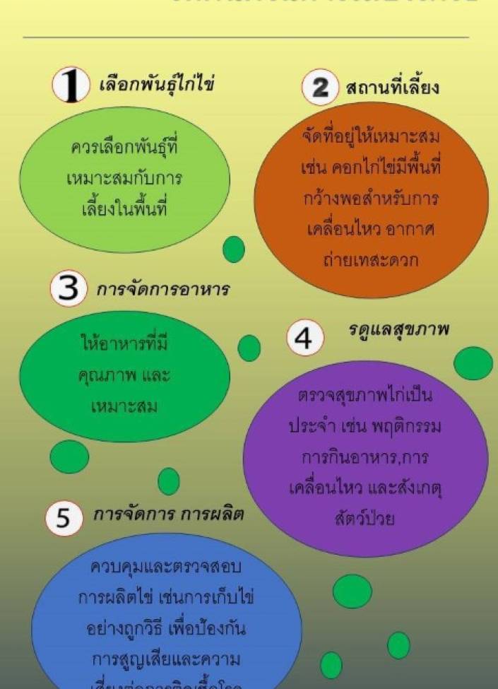 จังหวัดนนทบุรี-6911-เทคนิคในการเลี้ยงไก่ไข่