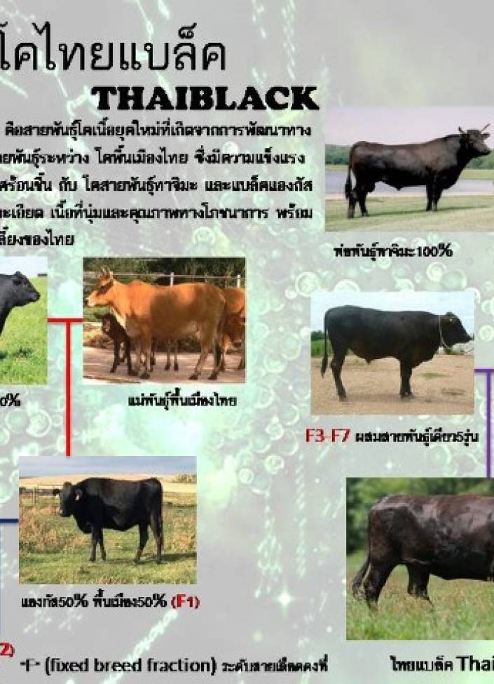 จังหวัดนนทบุรี-6911-สายพันธุ์โคไทยแบล็ค