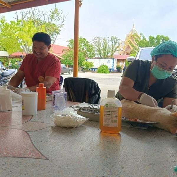 ดำเนินการผ่าตัดทำหมันแมวให้ พร้อมทั้งฉีดวัคซีนป้องกันโรคพิษสุนัขบ้า