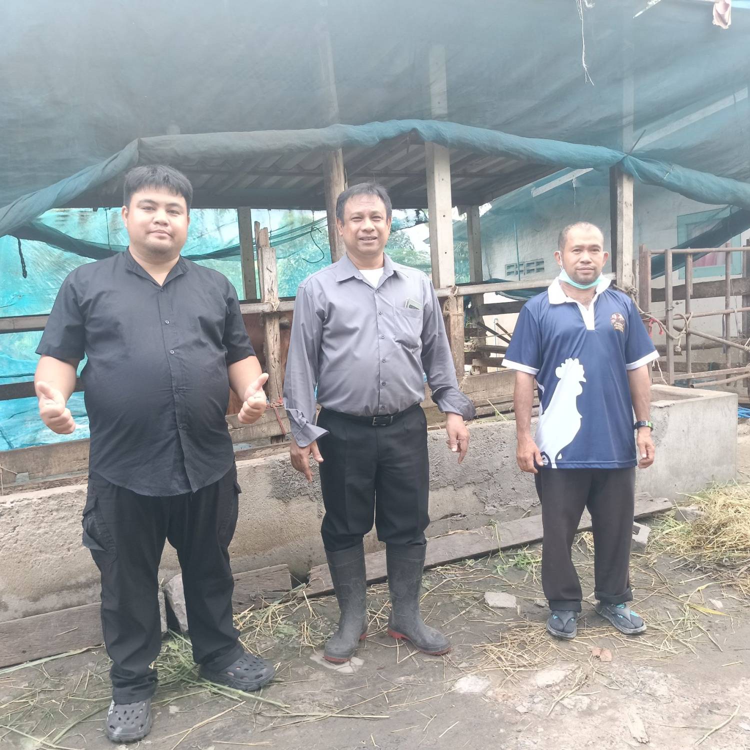 สำนักงานปศุสัตว์จังหวัดปทุมธานี เข้าดำเนินการรักษาโคของเกษตรกร