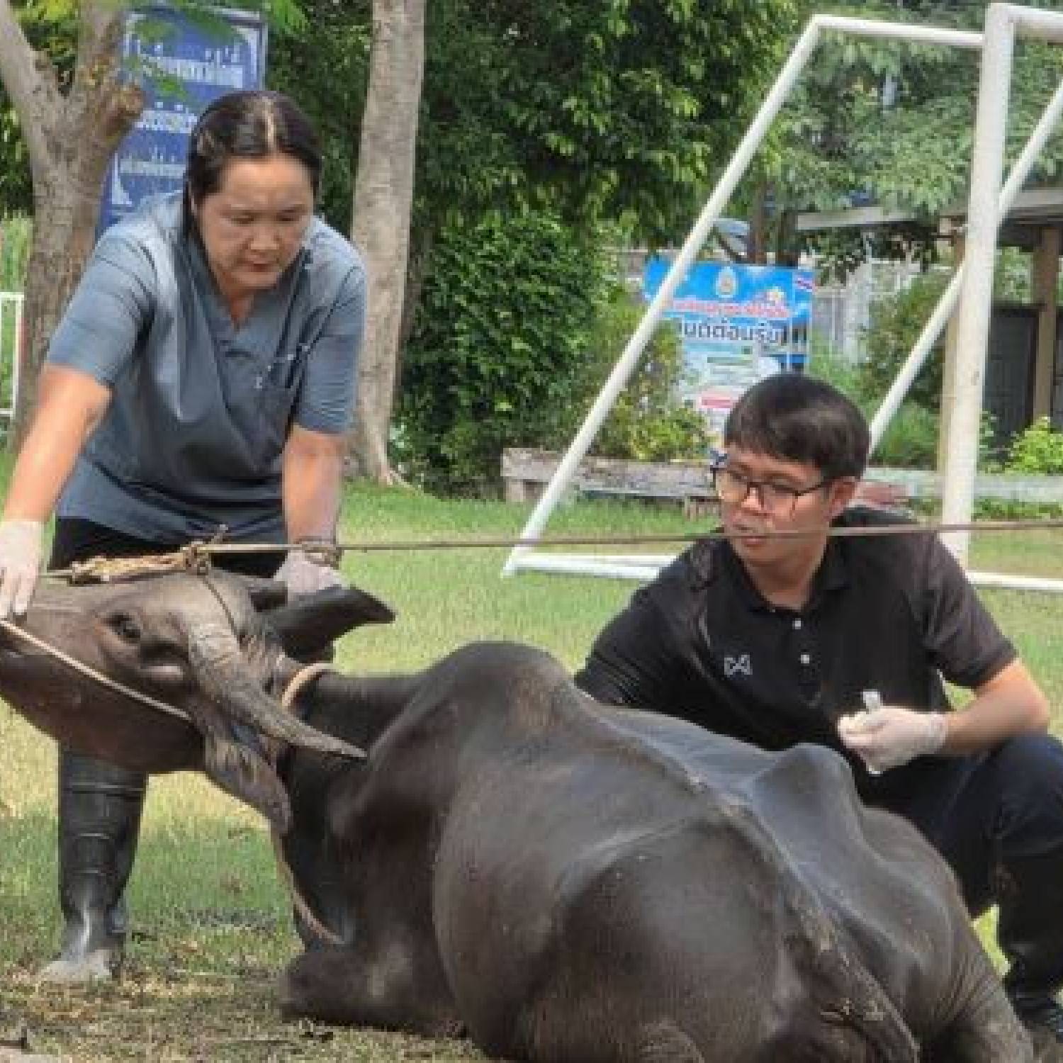 สำนักงานปศุสัตว์จังหวัดปทุมธานี ลงพื้นที่รักษาสัตว์ป่วยในพื้นที่อำเภอสามโคก